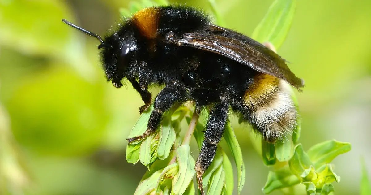 Chantier participatif, un mur pour les abeilles sauvages