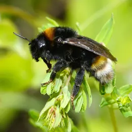 Chantier participatif, un mur pour les abeilles sauvages