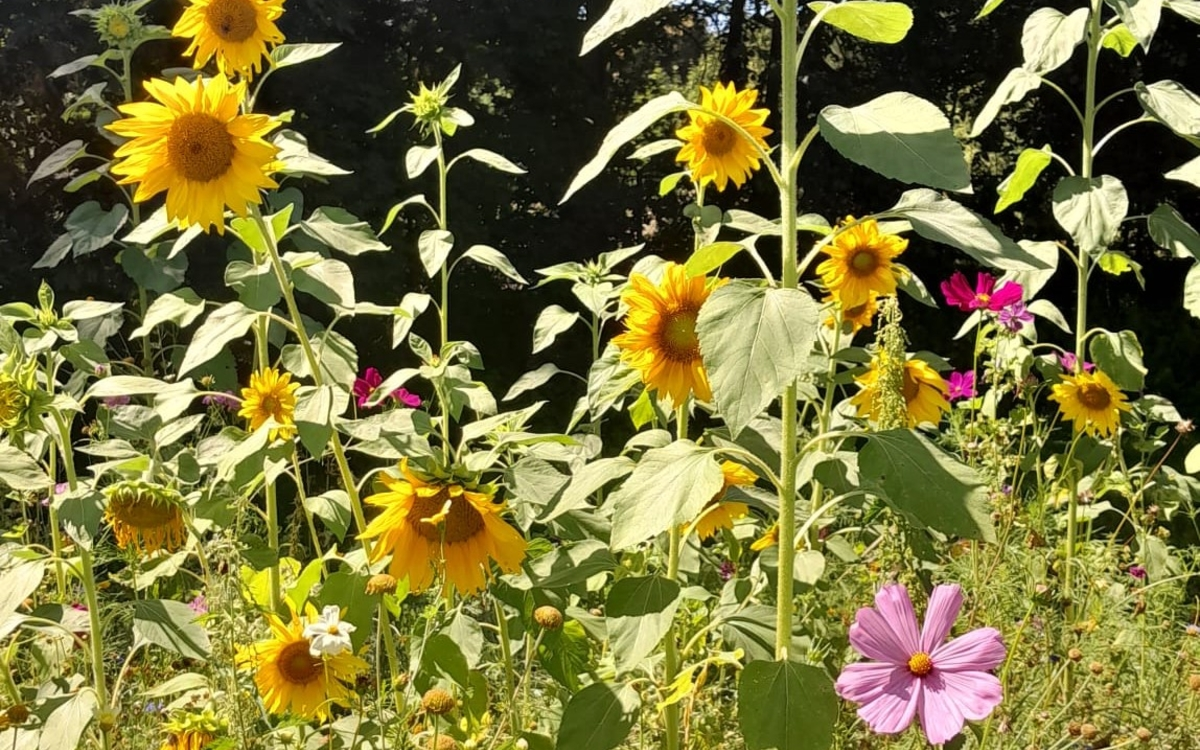 Chantier permaculture
