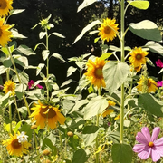 Chantier permaculture