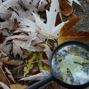 Chasse au trésor dans les vignes au Domaine Sauvète
