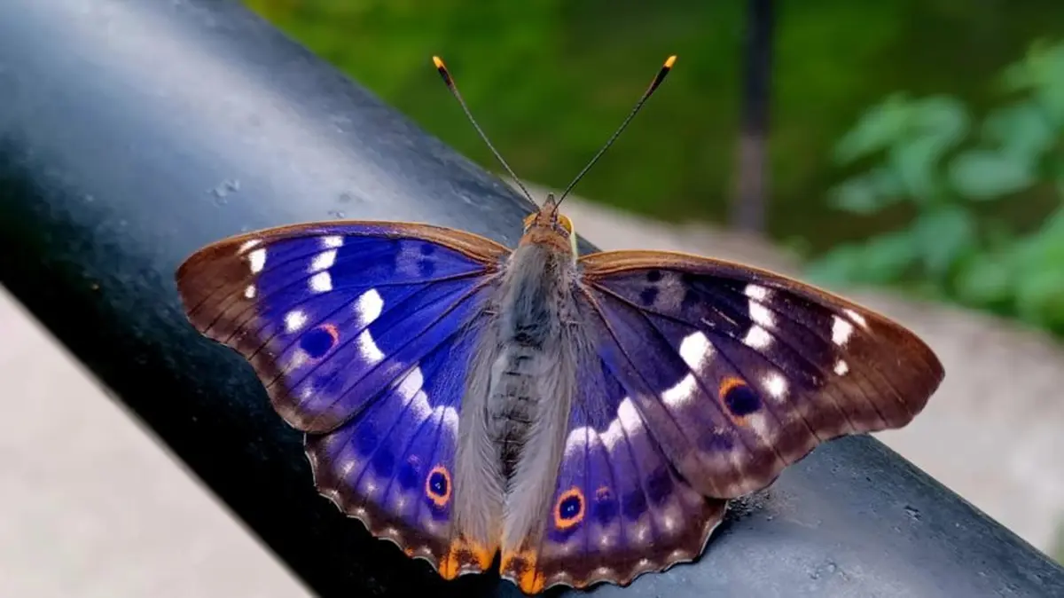 Chasse aux couleurs : papillons et compagnie