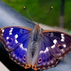 Chasse aux couleurs : papillons et compagnie