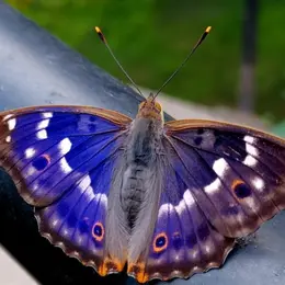 Chasse aux couleurs : papillons et compagnie