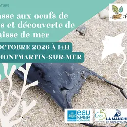 Chasse aux oeufs de raies et découverte de la laisse de mer