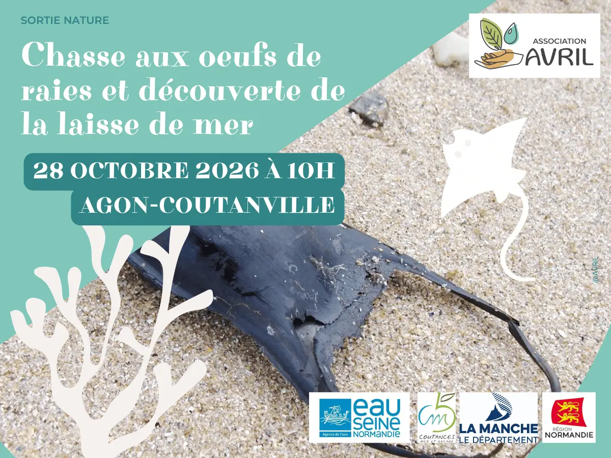 Chasse aux oeufs de raies et découverte de la laisse de mer