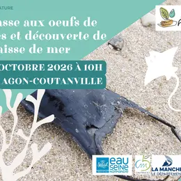 Chasse aux oeufs de raies et découverte de la laisse de mer