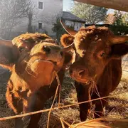 Chasse aux œufs à la Petite Ferme Pédagogique