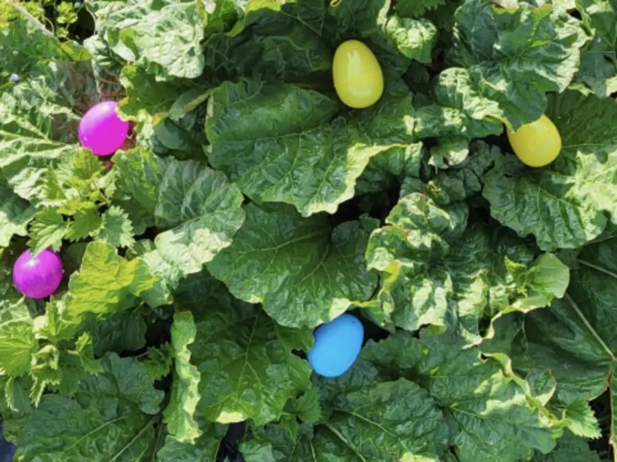 Chasse aux œufs et spectacle (aprem) Ferme de Coubert-Cueillette