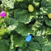 Chasse aux œufs et spectacle (aprem) Ferme de Coubert-Cueillette