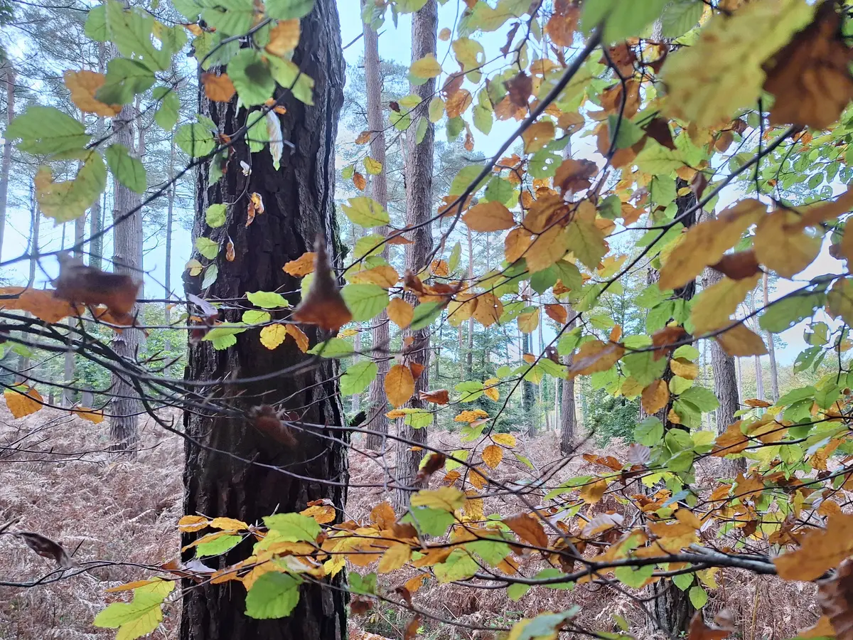  Chasse aux œufs, spéciale forêt !