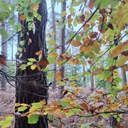  Chasse aux œufs, spéciale forêt !