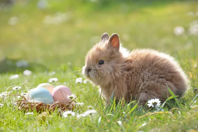 Le lapin de Pâques a caché des œufs dans la ferme !