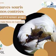 Chauves-souris de nos contrées