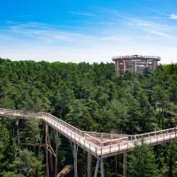 Le panorama du Chemin des Cimes en Alsace, à travers la forêt &copy; EAK France