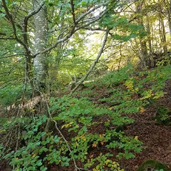 Chemin De Soi