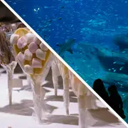 Choco-Story Paris + Aquarium de Paris