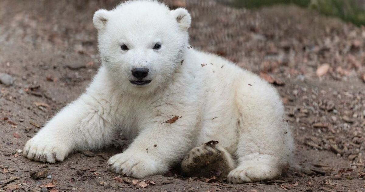 C Est Une Fille Bienvenue Kara Date Horaires Tarifs