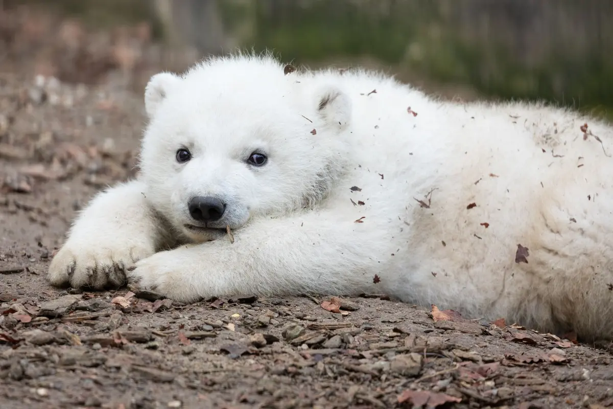 C’est une fille ! Bienvenue Kara