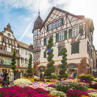 Chrysanthema | Fête des Chrysanthèmes à Lahr 2025