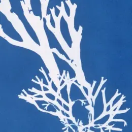 Ciap art : cyanotype