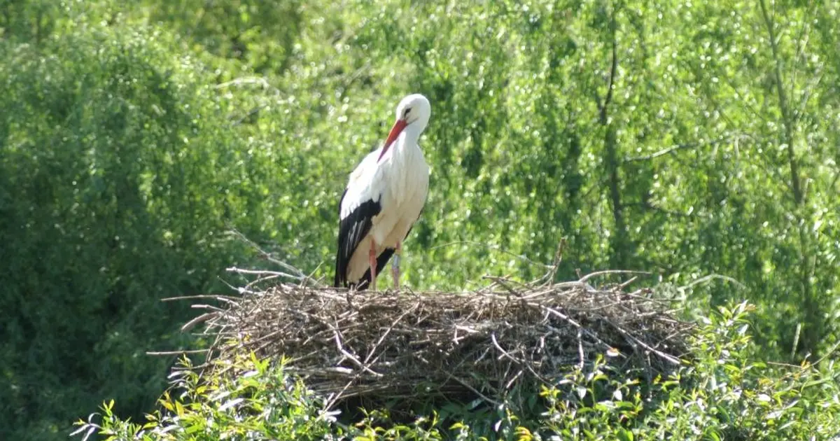 Nid de cigogne au Parc des cigognes et des loutres à Hunawihr en Alsace