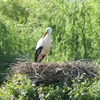 Nid de cigogne au Parc des cigognes et des loutres à Hunawihr en Alsace DR