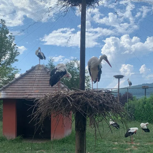 Vous pourrez observer les cigognes blanches lors de votre visite à Cigoland