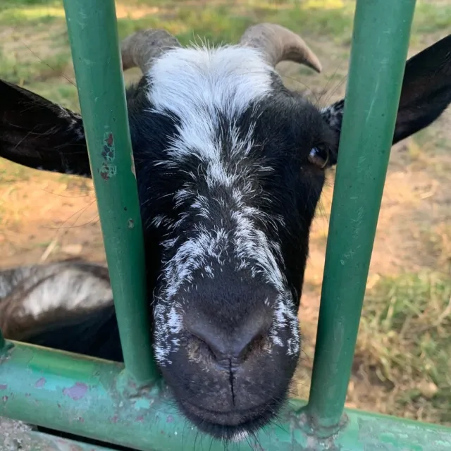 Les chèvres sont curieuses