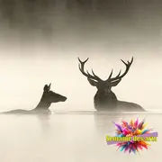 Ciné César : LE CHANT DES FORÊTS