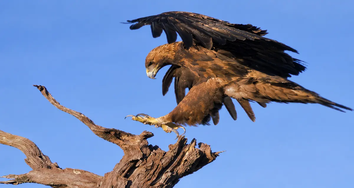 Ciné-Débat : Aigle