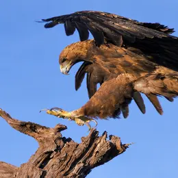 Ciné-Débat : Aigle