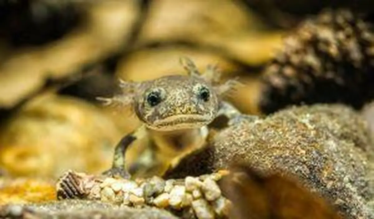 Ciné-débat - Le Ruisseau