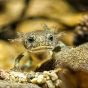 Ciné-débat - Le Ruisseau