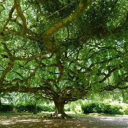 Ciné-débat - Les arbres remarquables