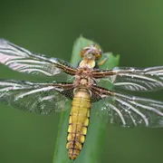 Ciné-débat sur les libellules
