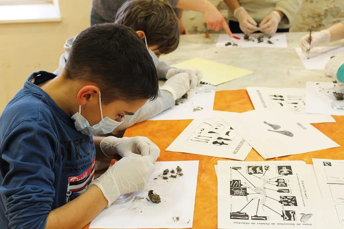 Les enfants jouent aux petits scientifiques pour disséquer une pelote de réjection