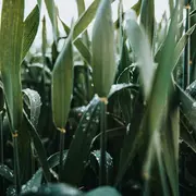 Ciné-Rencontres : Cultiver La Pluie