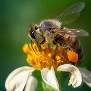 Ciné-sciences : le monde merveilleux des abeilles
