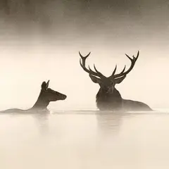 Cinéco : Le Chant Des Forêts