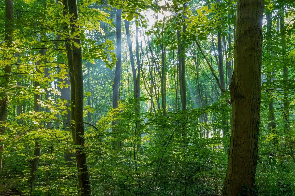 Cinéma Arévi : La forêt limousine et sa biodiversité - S’adapter face aux  changements climatiques