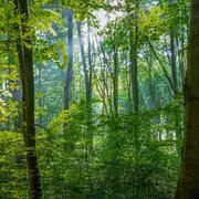 Cinéma Arévi : La forêt limousine et sa biodiversité - S’adapter face aux  changements climatiques