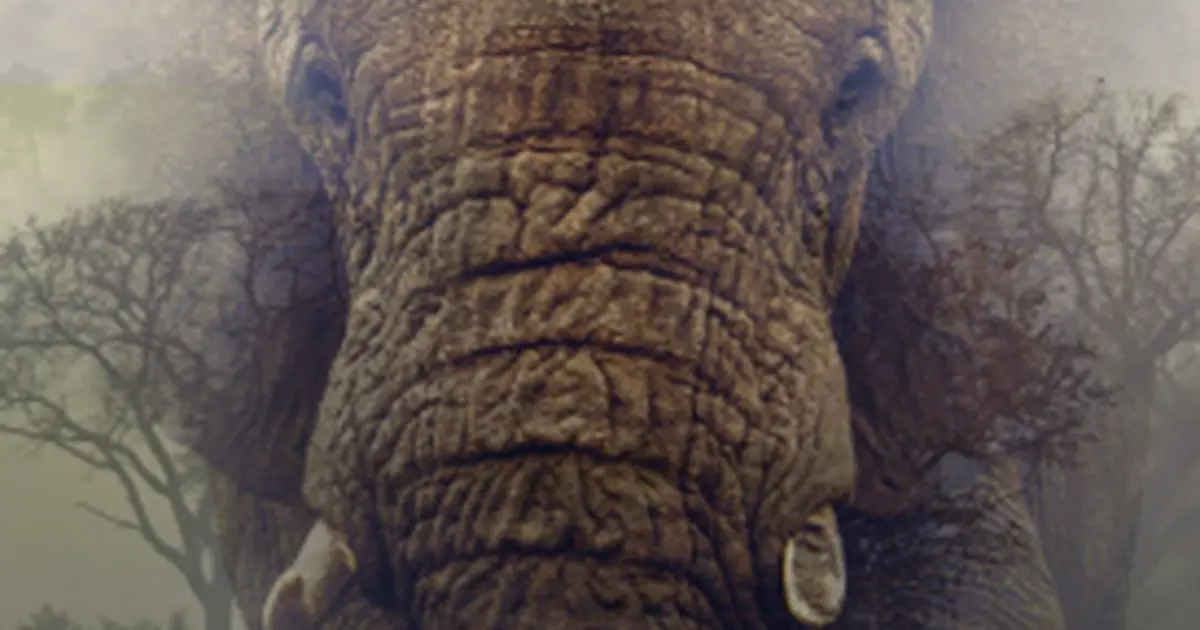 Cinéma Arudy : Ghost elephants VOSTFR