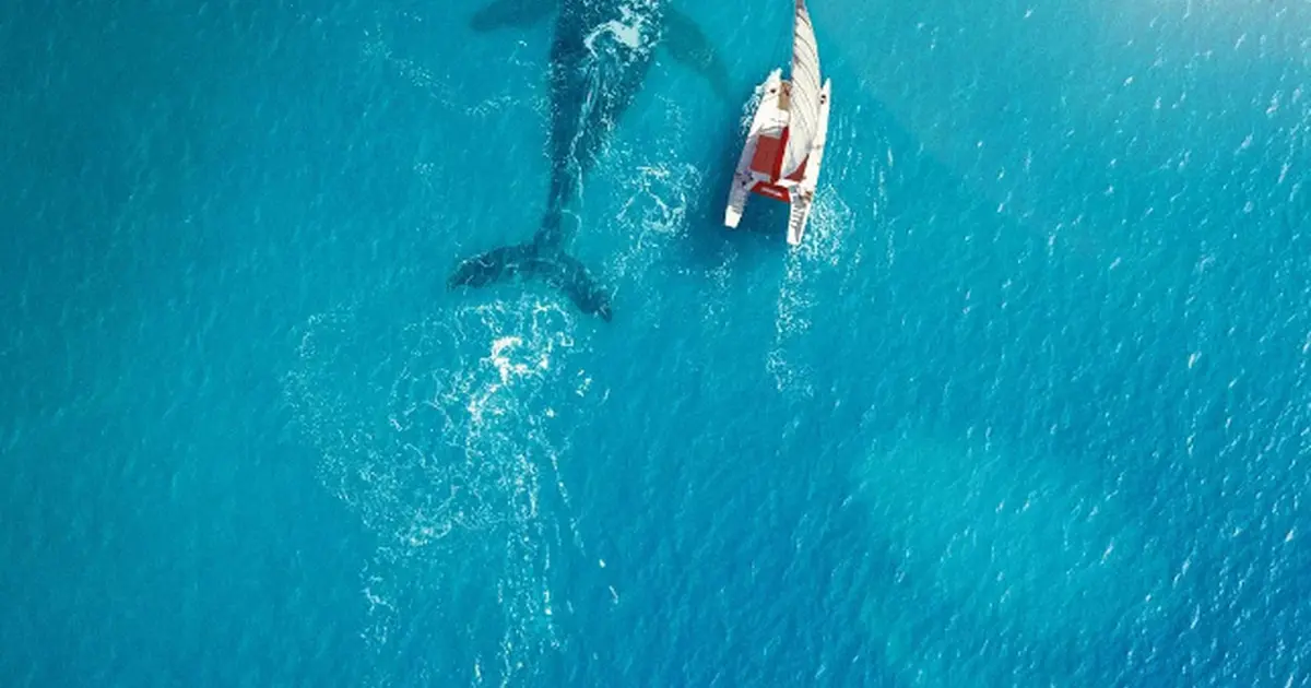 Cinéma Arudy : La Baleine et le musicien