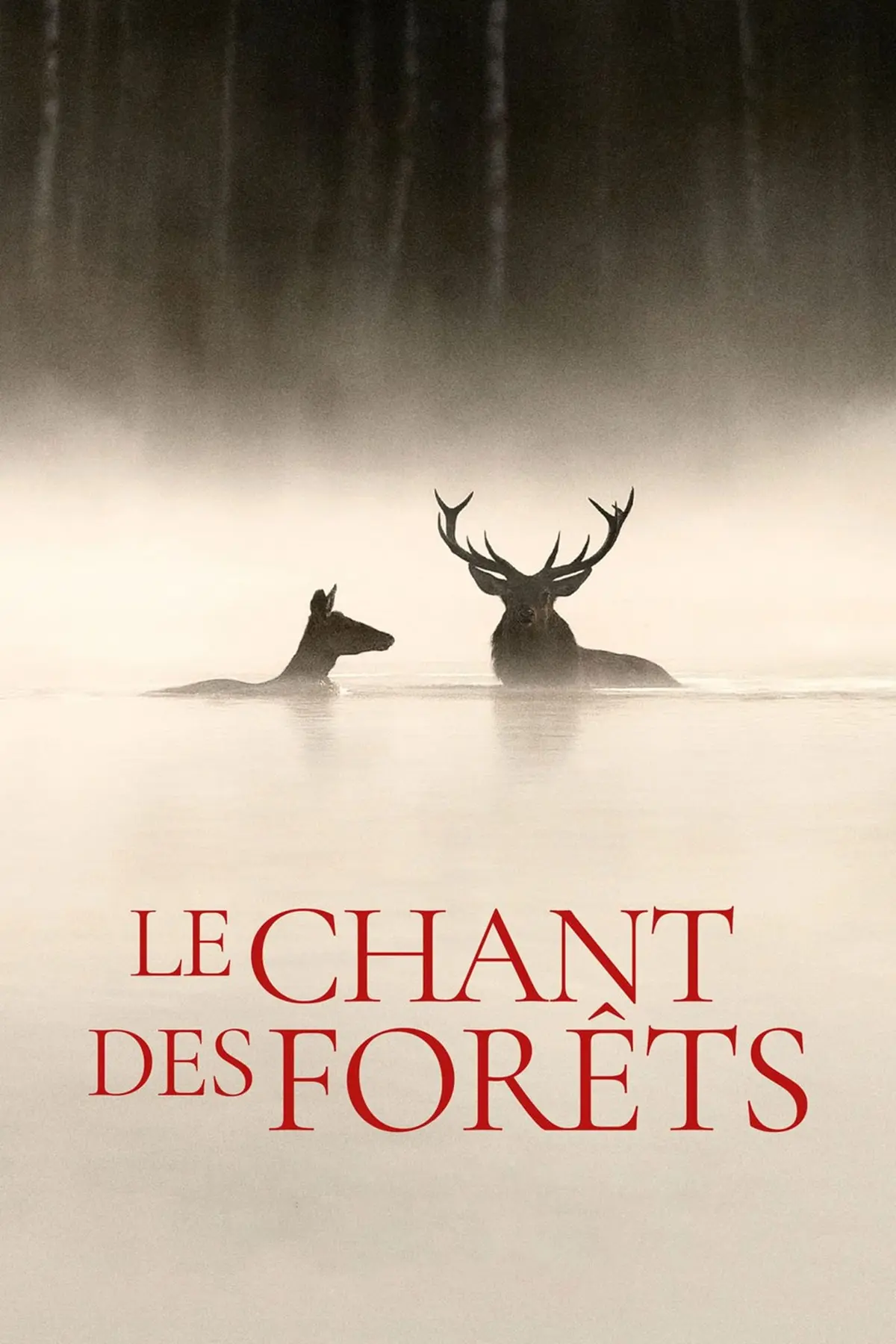 Cinéma en plein air  Le chant des forêts