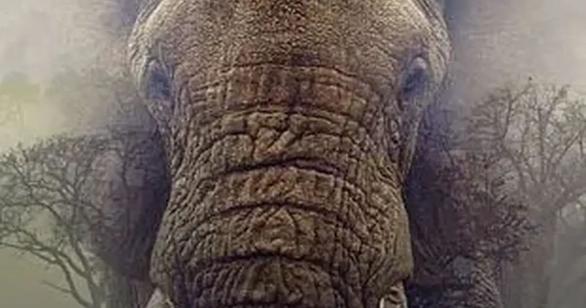 Cinéma : "Ghost elephants"