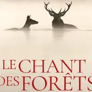 Cinéma | Le chant des forêts