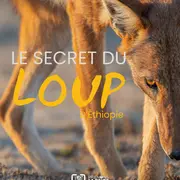Cinéma Séance Oxygène Famille : Le Secret Du Loup D'éthiopie
