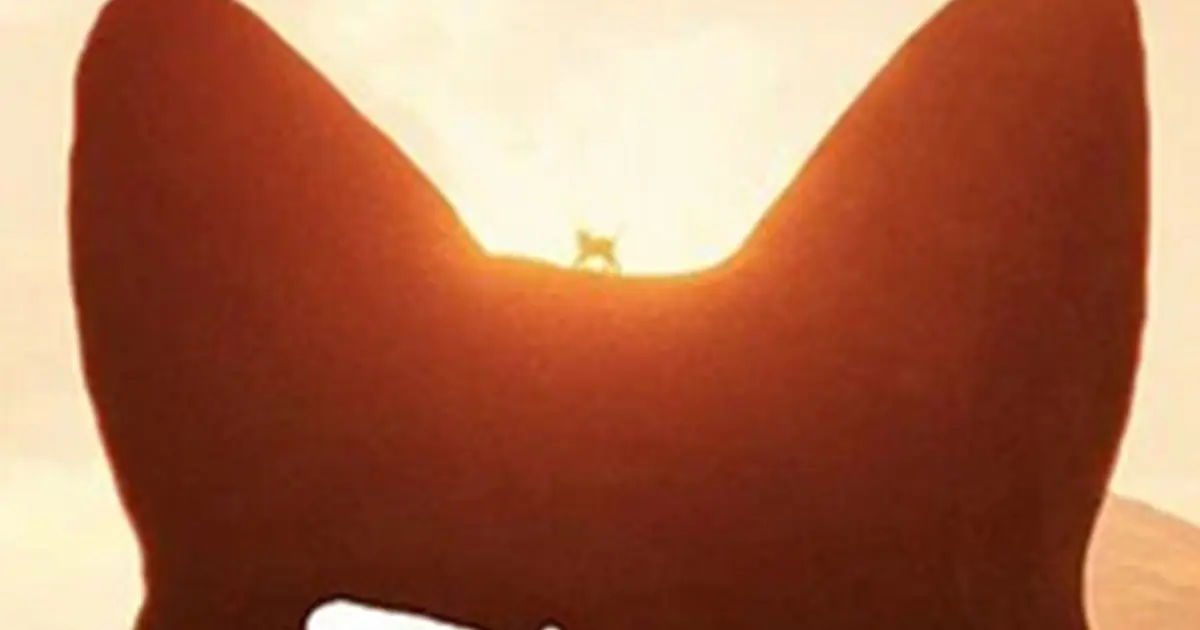 CinéToile sous les étoiles : Flow, le chat qui n'avait plus peur de l'eau