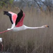Circuit panoramique en Camargue avec votre groupe